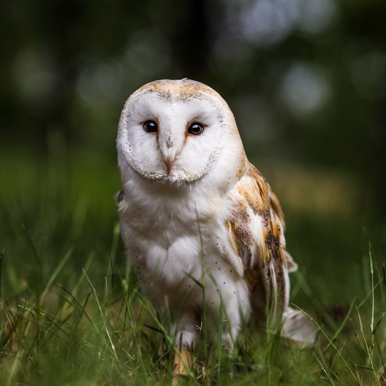 An owl sitting in the grass looking at the camera