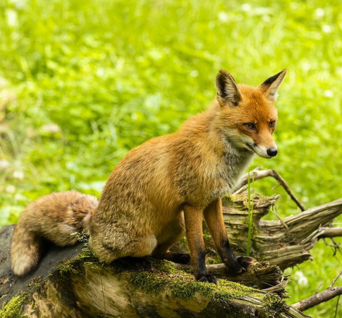 brown fox on green grass during daytime