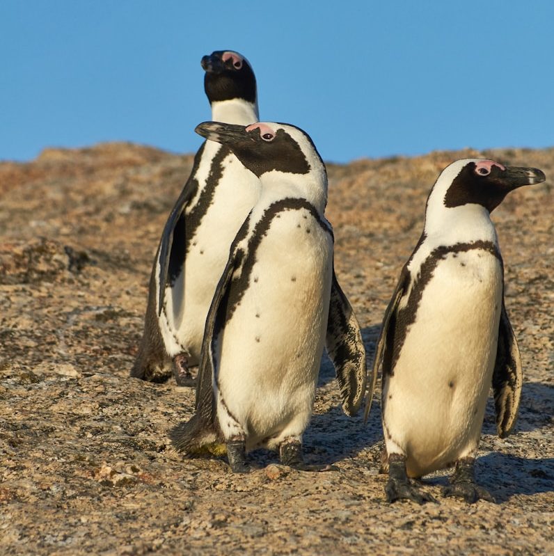 three white penguins on brown surface