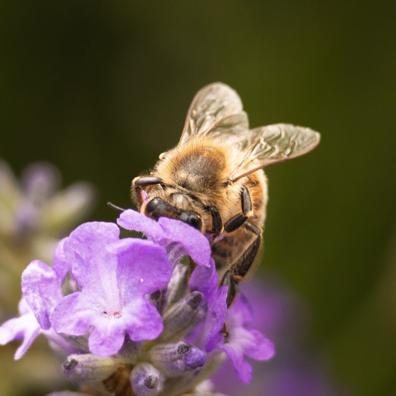 A bee is sitting on a purple flower